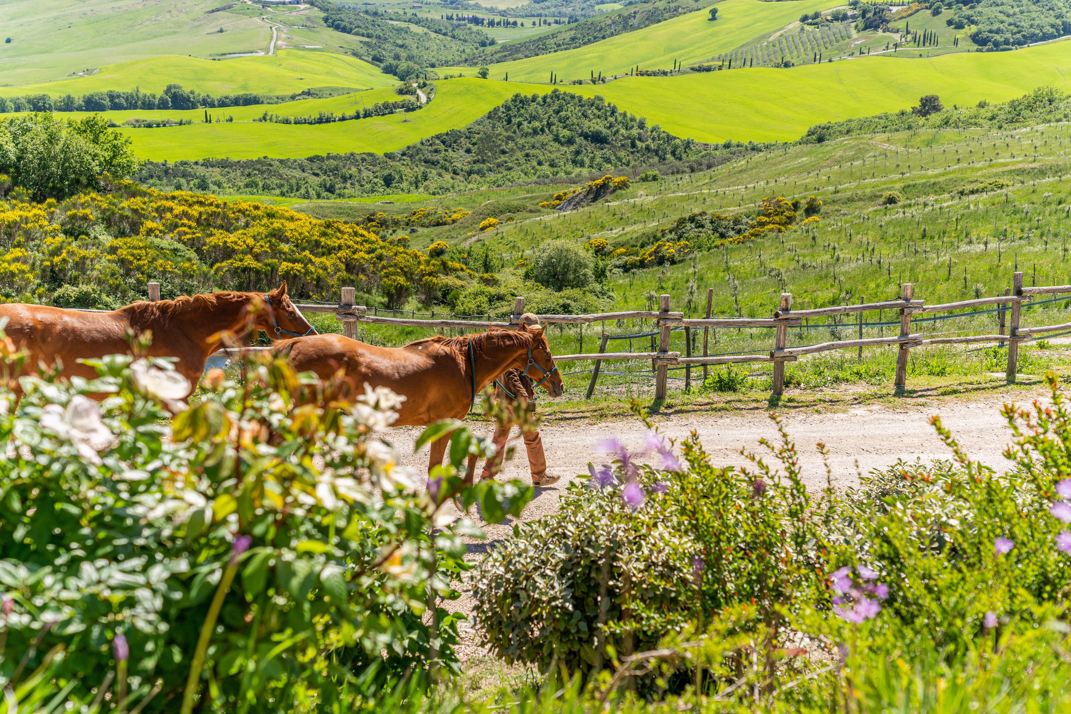 Podere Val D'Orcia - Tuscany Equestrian Villa Sarteano Esterno foto